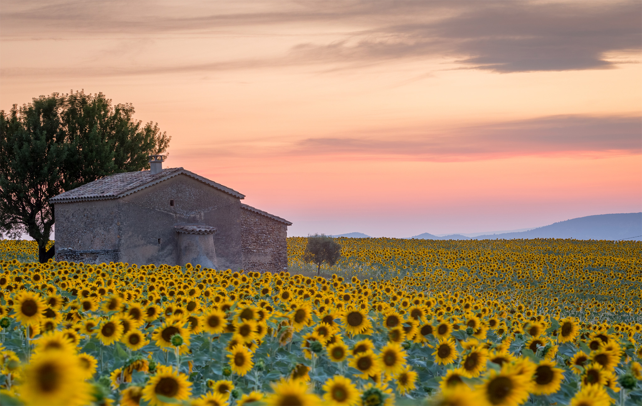 t Sunflower field in Vaucluse at sunset Fragrant fields of lavender and relics - photo 5