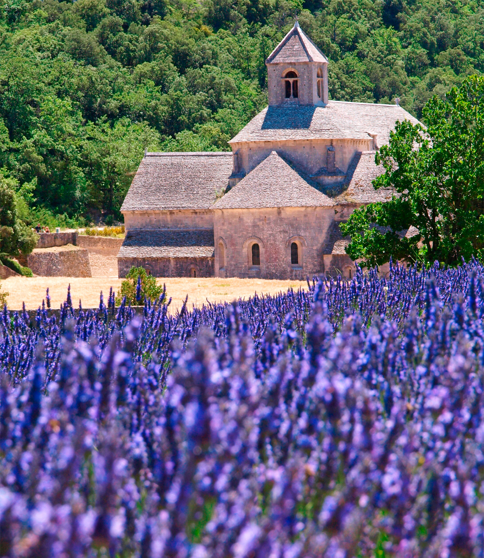 t Vast sunflower prairies and purple lavender fields surround the serene - photo 13