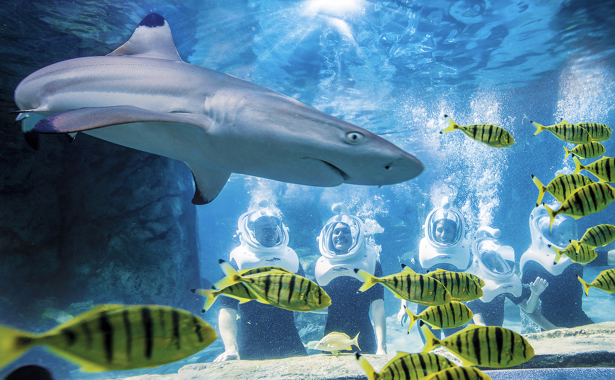 Visitors viewing sharks and other sea life at Shark Encounter SeaWorld - photo 6