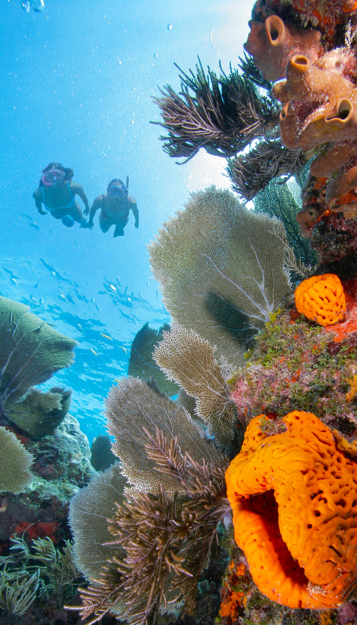 Snorkelers at John Pennekamp Coral Reef State Park Arresting architecture - photo 8