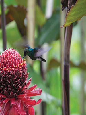 hummingbird in the Sierra Nevada near Minca trekking to Ciudad Perdida - photo 8