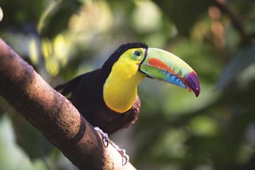 toucan Minca Over time indigenous people African slaves Spanish colonists - photo 10