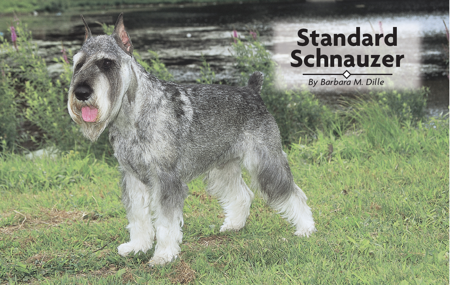 Contents Read about the origins of the Standard Schnauzer breed its - photo 2