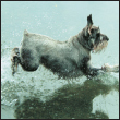 Learn about the breeds remarkable intelligence versatility and trainability as - photo 4