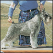 Learn the requirements of a well-bred Standard Schnauzer by studying the - photo 5