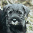 Find out about how to locate a well-bred Standard Schnauzer puppy Discover - photo 6