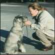 Begin with the basics of training the puppy and adult dog Learn the principles - photo 8