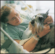 Know when to consider your Standard Schnauzer a senior and what special needs - photo 10
