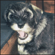 Analyze the canine mind to understand what makes your Standard Schnauzer tick - photo 12