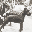 Read about the origins of the Standard Schnauzer breed its evolution from - photo 3