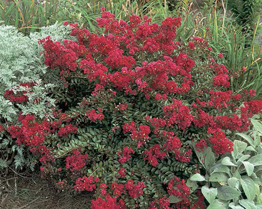 Lagerstroemia Cherry Dazzle a superior red-flowered genetically compact - photo 6