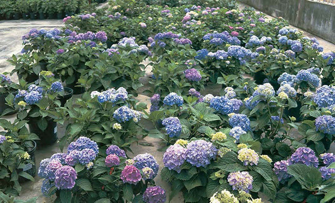 Hydrangea macrophylla hybrid selections at Plant Introductions Inc Books are - photo 7