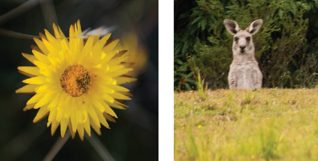 I love the Australian landscape more every time we head out to shoot I am - photo 11