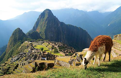 llama grazing above Machu Picchu My first trip to Machu Picchu was about 15 - photo 8