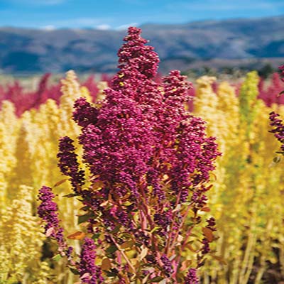 quinoa a grain known as the gold of the Inca the Palacio Arzobispal in Lima - photo 9