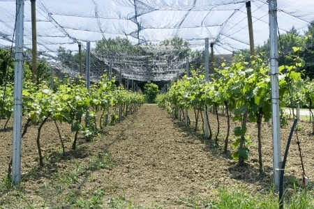 Let us start by Growing Grape Vines You need a sunny atmosphere in which - photo 4