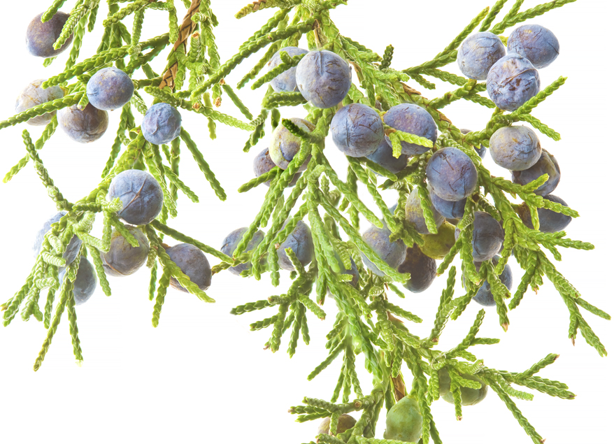 Eastern red cedar berries appear only on the female trees Botanically they are - photo 5