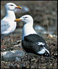 HOW TO USE THIS BOOK When opening up any new bird book one is almost - photo 6