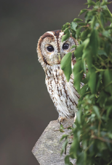 100 Ways to Take Better Nature Wildlife Photographs - image 7