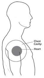 Figure 1 Our heart within the chest cavity Why is our heart the center of - photo 3