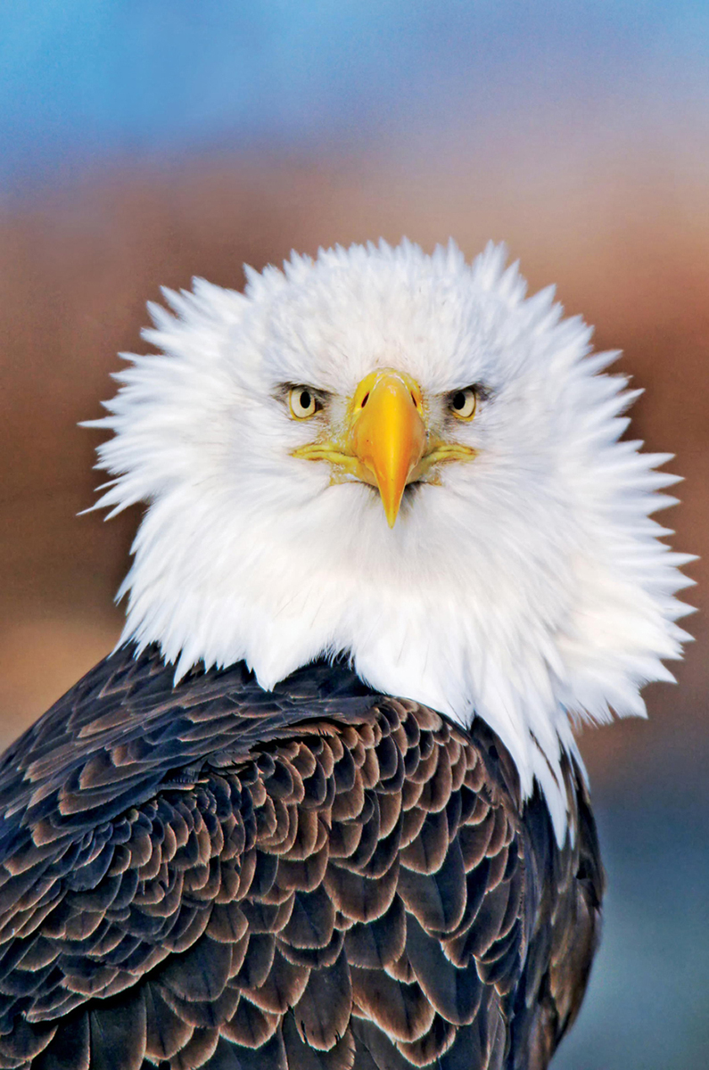 Adult Bald Eagle Haliaeetus e pluribus unum chosen by Congress to be the - photo 6