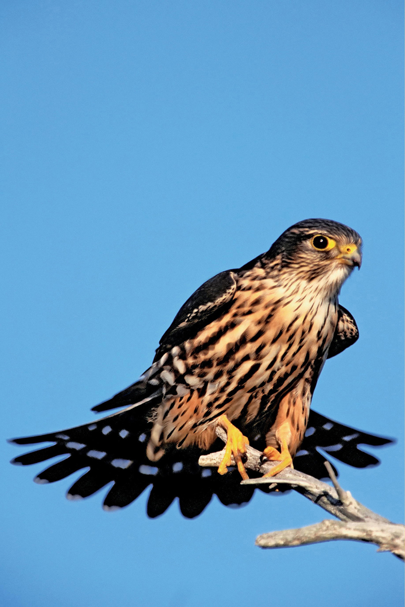 While most raptors appear fierce to our eyes the pugnacious Merlin a small - photo 8