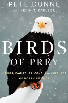Dunne Pete Birds of prey: hawks, eagles, falcons, and vultures of North America