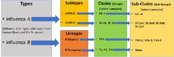 Human seasonal influenza virus Source CDC 2019 The influenza infection is - photo 1