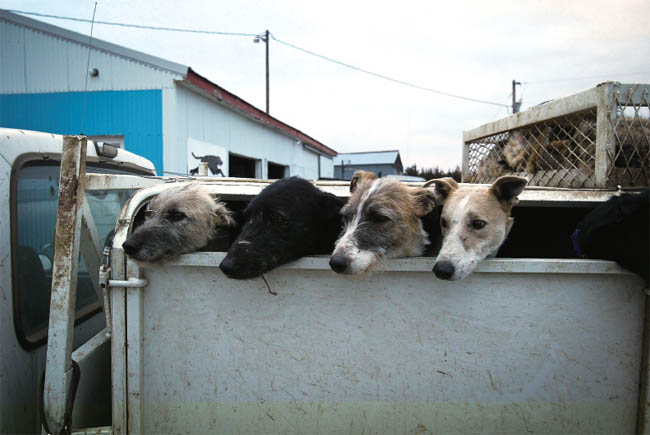 To See Them Run Great Plains Coyote Coursing Eric A Eliason Photographs by - photo 1