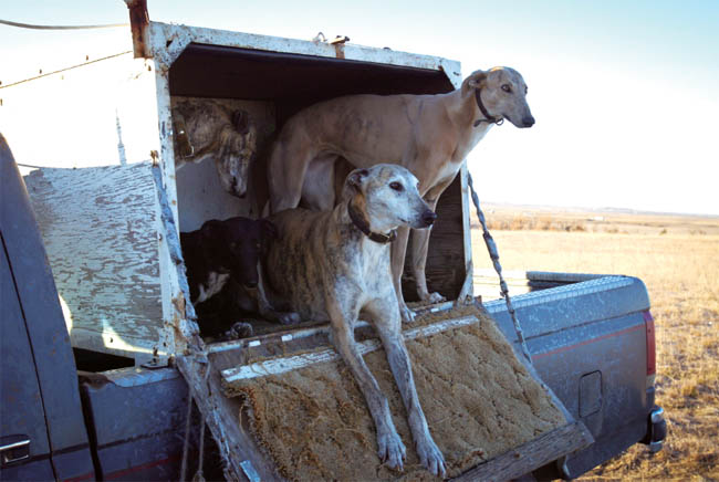 To See Them Run Great Plains Coyote Coursing Eric A Eliason Photographs by - photo 2