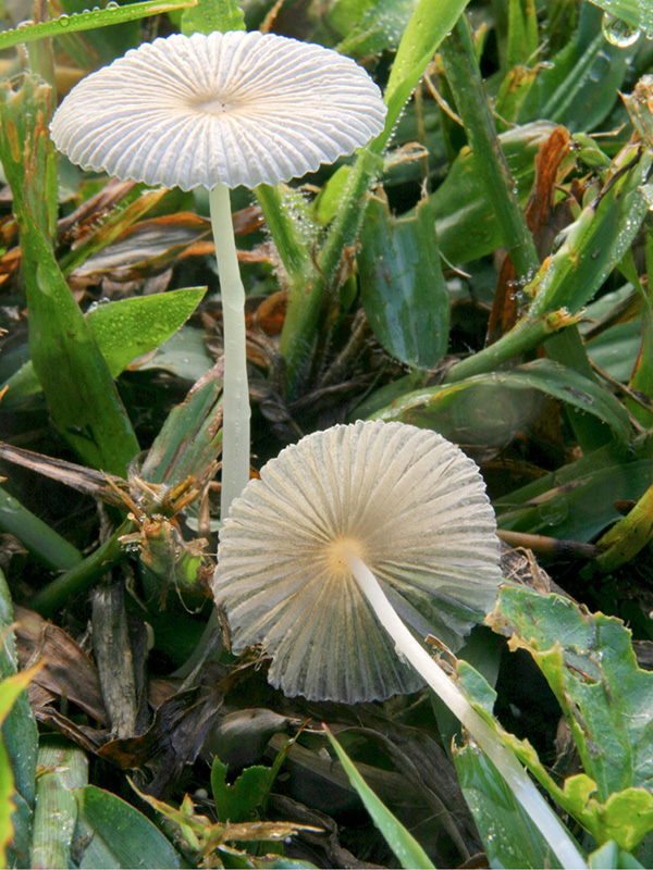 MUSHROOMS of the SOUTHEAST Todd F Elliott and Steven L Stephenson - photo 1