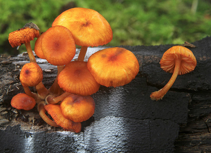 MUSHROOMS of the SOUTHEAST Todd F Elliott and Steven L Stephenson - photo 2