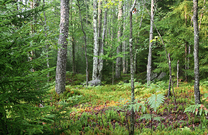 High-elevation forests in the northern portion of our region are dominated by - photo 3