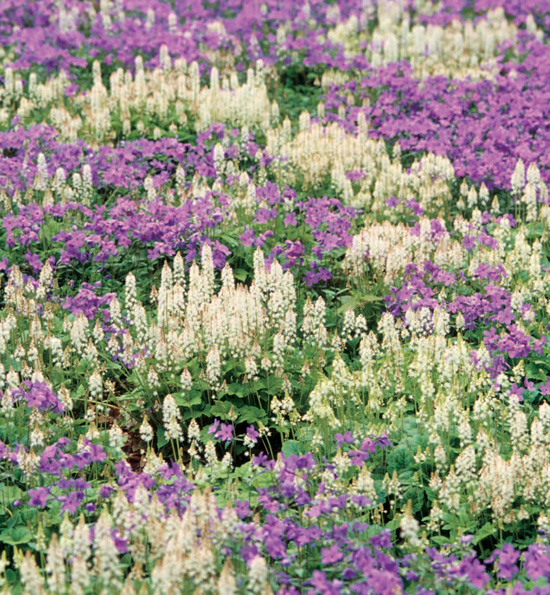 COVERING GROUND Unexpected Ideas for Landscaping with Colorful Low-Maintenance - photo 1