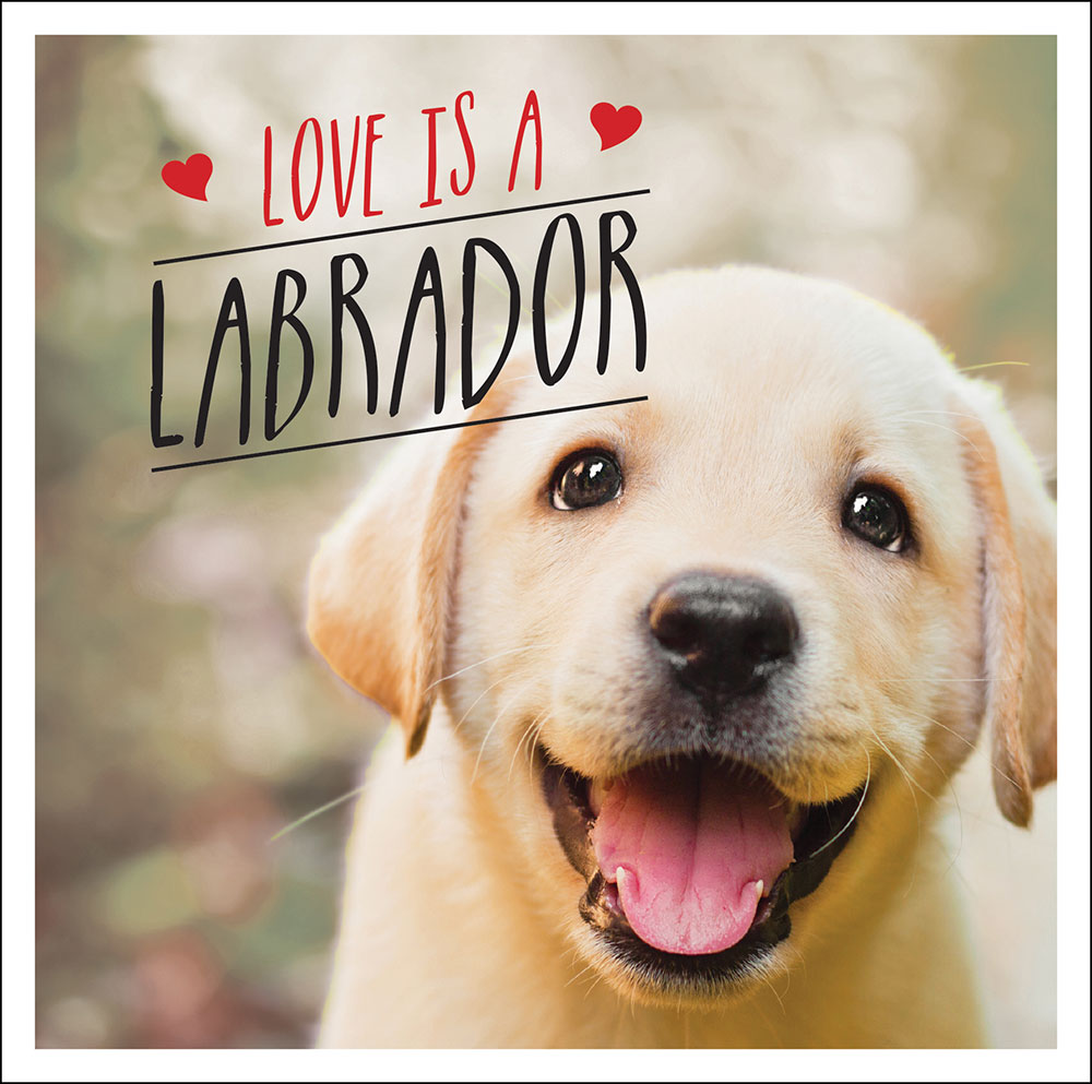 LOVE IS A LABRADOR Copyright Summersdale Publishers Ltd 2019 All rights - photo 1