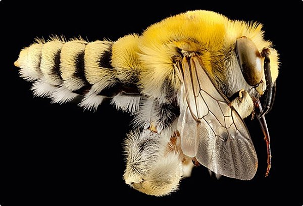 Bees appearance varies hugely Some are massively hairy like this male - photo 4