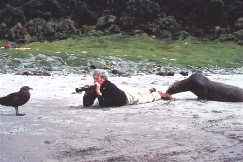 The author filming a skua with inquisitive sea lion taken on Campbell Island - photo 5