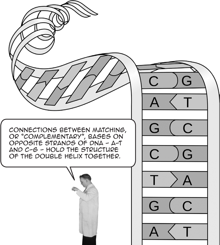 CONNECTIONS BETWEEN MATCHING OR COMPLEMENTARY BASES ON OPPOSITE STRANDS OF - photo 3