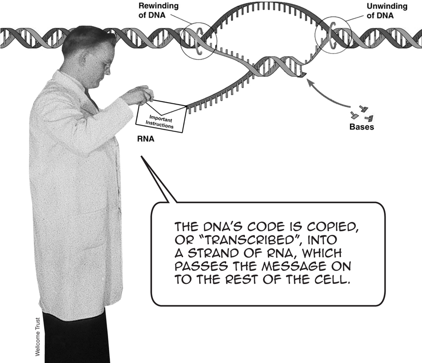 THE DNAS CODE IS COPIED OR TRANSCRIBED INTO A STRAND OF RNA WHICH PASSES - photo 4