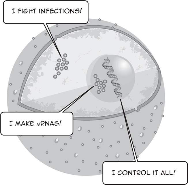 I FIGHT INFECTIONS I MAKE MRNAS I CONTROL IT ALL Chromosomes Nucleosomes - photo 7