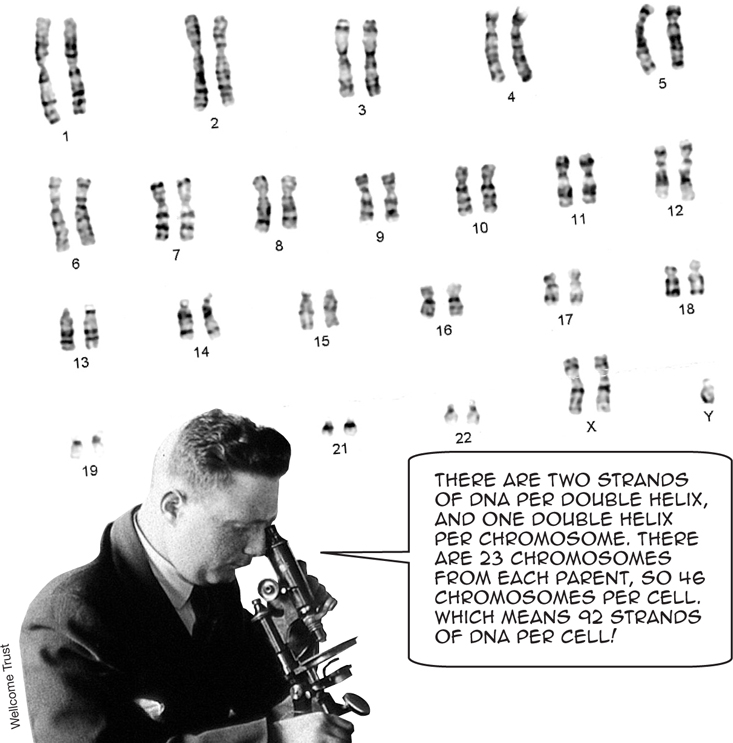 THERE ARE TWO STRANDS OF DNA PER DOUBLE HELIX AND ONE DOUBLE HELIX PER - photo 8