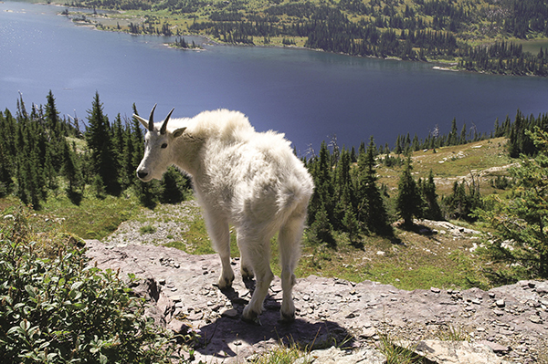 A mountain goat stands above Hidden Lake near Logan Pass Licensed by - photo 6