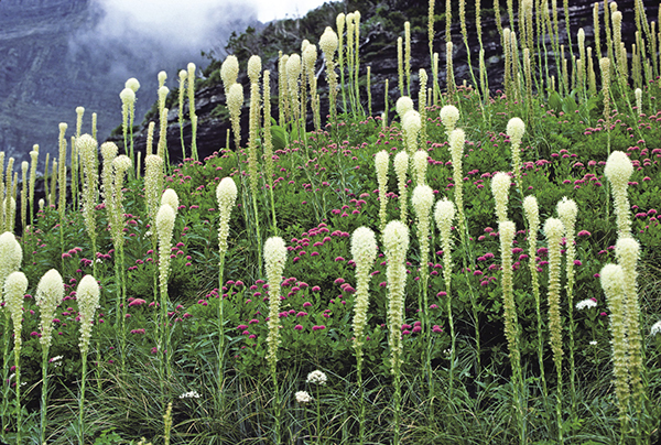 Beargrass and spiraea grow in Glacier National Park Licensed by - photo 7