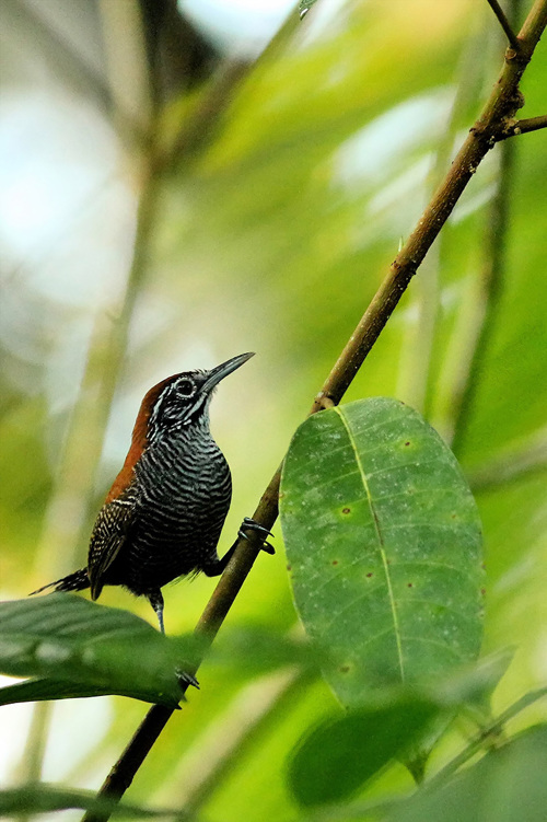 Riverside Wren Costa Rica See the photos in color Even though millions of - photo 3