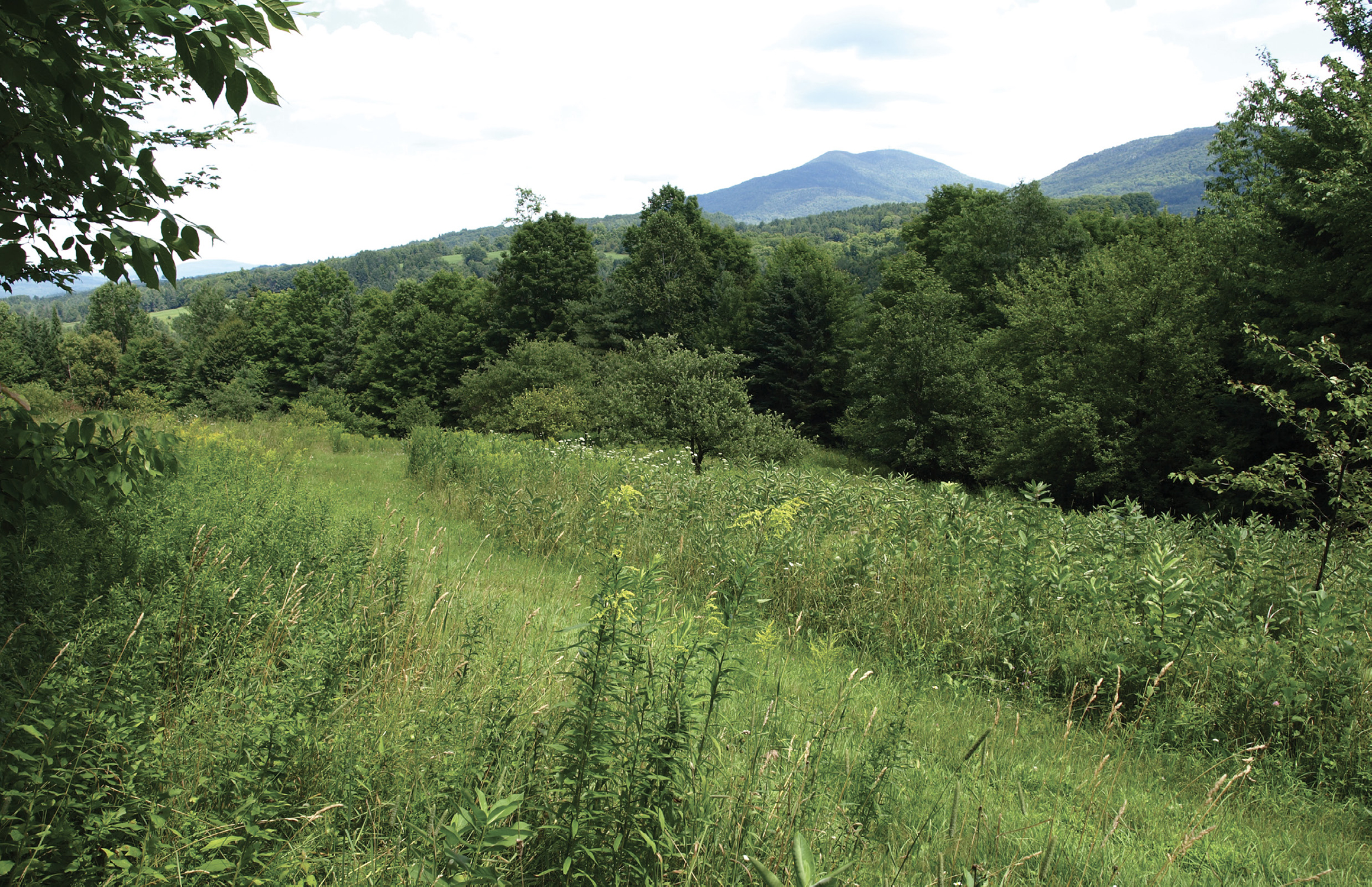 The Upper Meadow at the Butternut Farm in northern Vermont kept as old field - photo 2