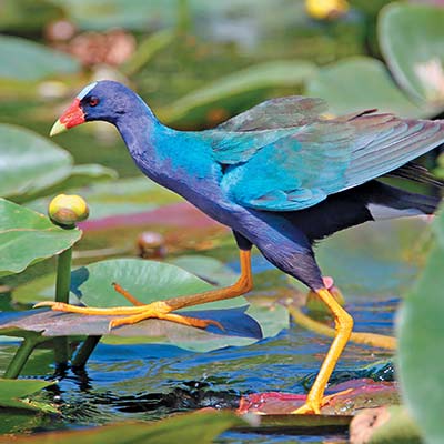 Purple Gallinule in Everglades National Park Ca dZan mansion in Sarasota - photo 13