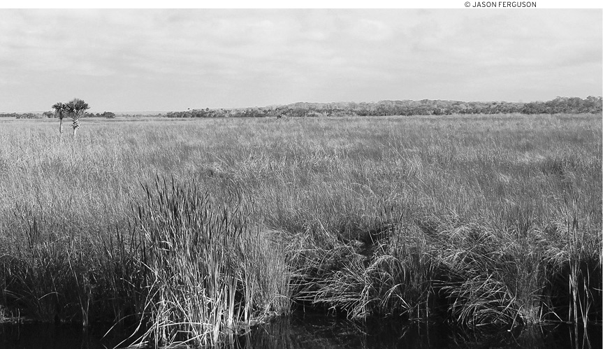 Swamps are just one ecosystem found in southwest Florida This part of - photo 1