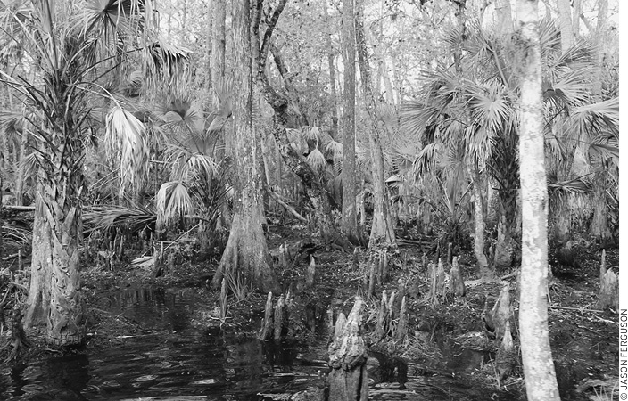 Swamps are just one ecosystem found in southwest Florida This part of - photo 2