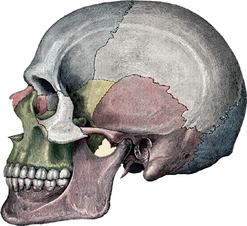 Anatomical blueprint Despite the fact that anatomy describes the blueprint - photo 4