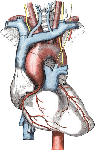 Medical pioneers Great breakthroughs in anatomy have often taken the form of - photo 5